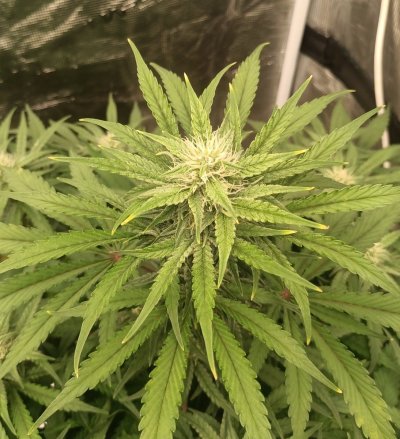 What's wrong with my plants?