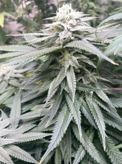 IMG_1007.jpeg