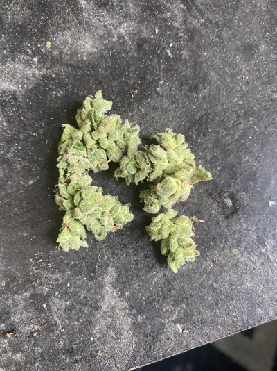 Sour diesel bx4 5 gal grow