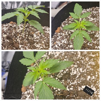 Check out my first ever grow thanks to you guys!!!!!!!!!! Correct me if I'm wrong??