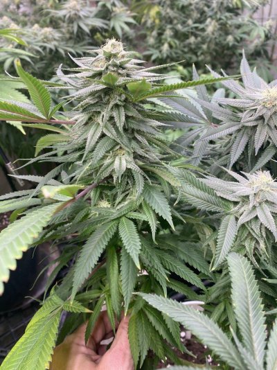 IMG_1079.jpeg