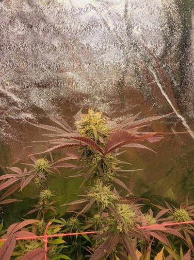 115 days from sprout, day 38 of 12/12