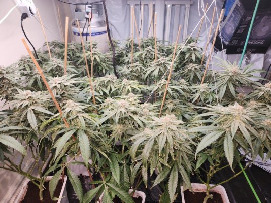 Capulator Mystery Seeds - OG Biowar freebie pheno hunt #1-4