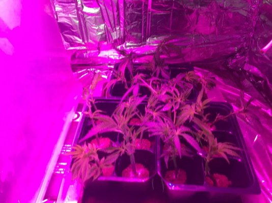 IMG_0662.jpeg
