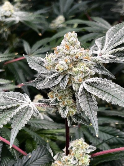 Let's See Your Frostiest Flowers
