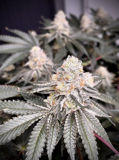Let's See Your Frostiest Flowers