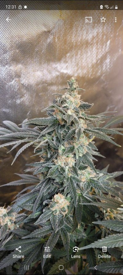 New strains to test run in the 8x4