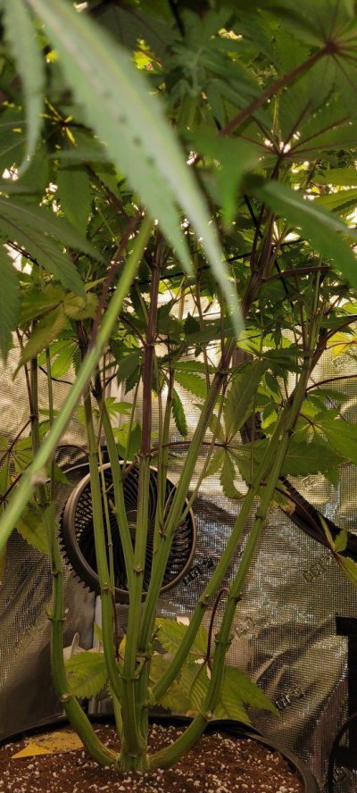 natural-purplingfade-or-deficiency-f28-week-4-3.jpg
