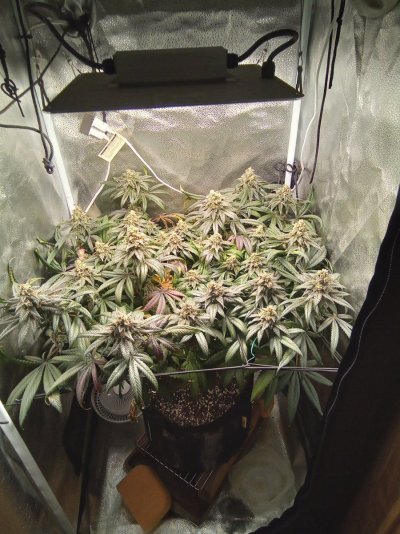 Why is my plant droopy