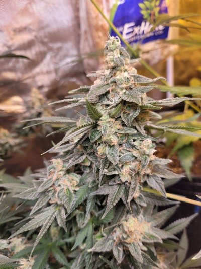 Let's See Your Frostiest Flowers