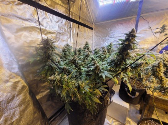 New strains to test run in the 8x4
