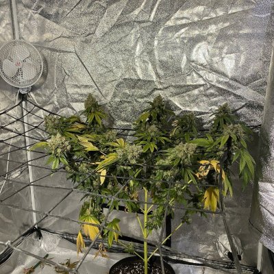 AUTOFLOWERING SEEDS;FEMINIZED SEEDS. 600-watt high-pressure sodium lamp.