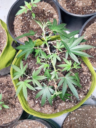third-eye-clydes-indoor-grow-5.jpg