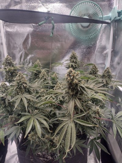 THE TRAINWRECK. Brought to you by thcfarrmer…..