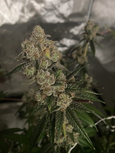 Pbb bx keeper last grow