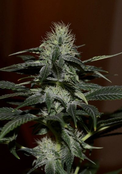 Let's See Your Frostiest Flowers