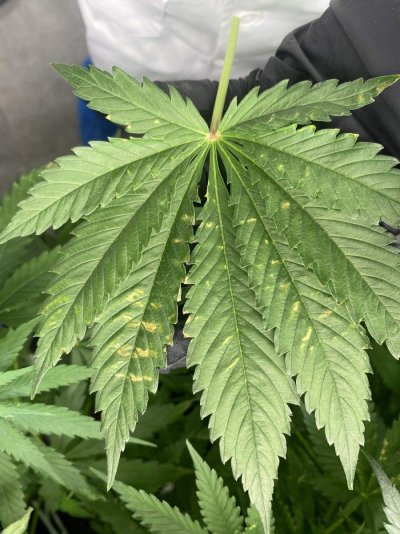 What is this ?week 2-3 flower , fems