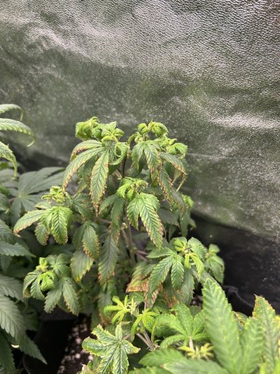 help-please-plants-appear-to-be-dying-5.jpeg