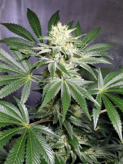 aloha-fellow-farmers-5.jpg