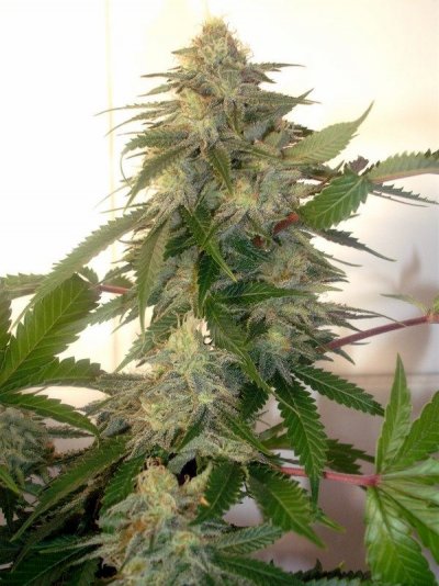 sativavortex.JPG
