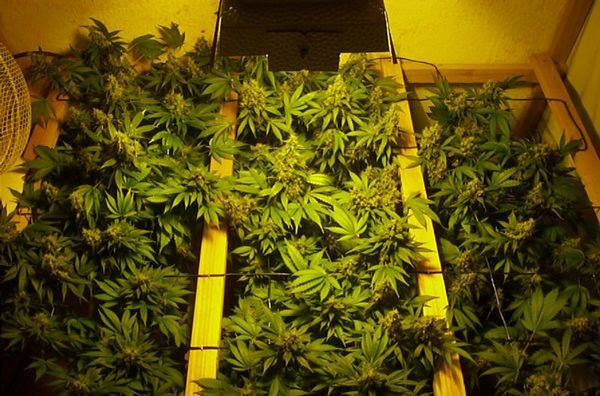 g13-x-blackwiddow-f4-2.jpg