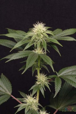 Space Dawg - Day 28 bloom 019.jpg