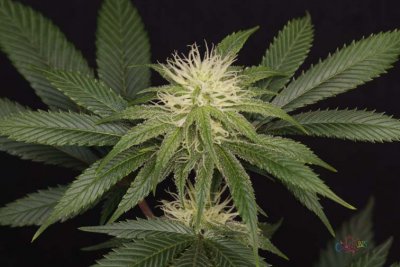 Space Dawg - Day 28 bloom 020.jpg