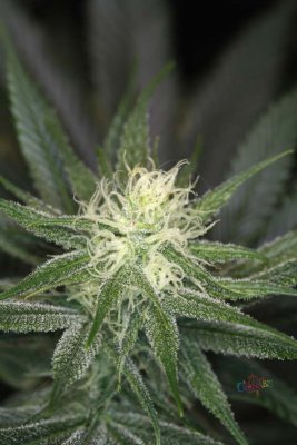 Space Dawg - Day 28 bloom 039.jpg
