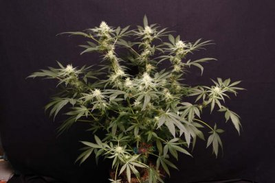 Space Dawg - Day 28 bloom 060.jpg