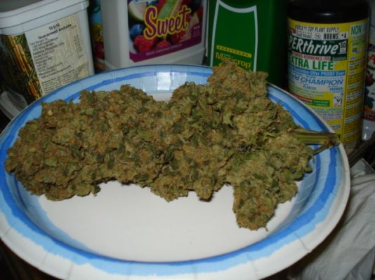 opium-061.jpg
