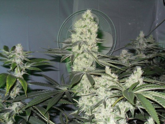 101 og day 41.JPG