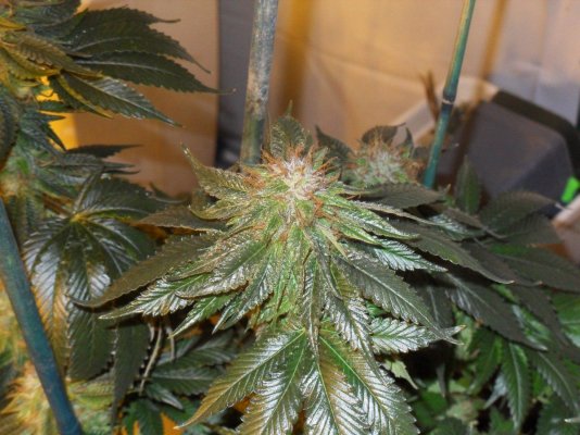 sour b @ 41.JPG