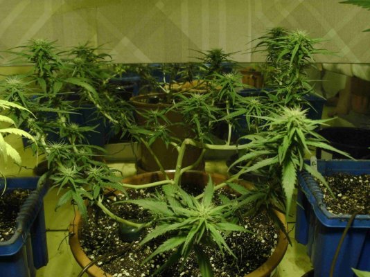 10 week orangebud.JPG