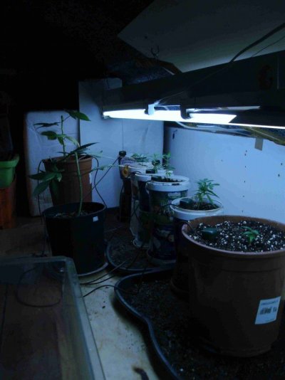 veg shot5.JPG