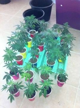 The CannaVenture Seeds Party Cup Competition