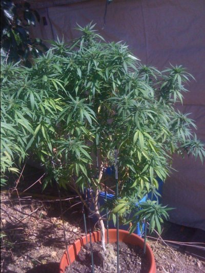 mastergreens-3rd-outdoor-8-3.jpg