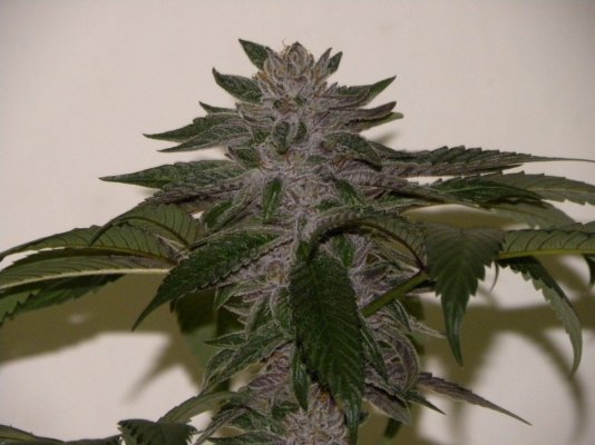 krazy-kush-10.jpg