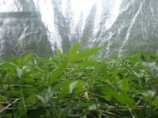 updated scrog from 8-10-11 006.JPG