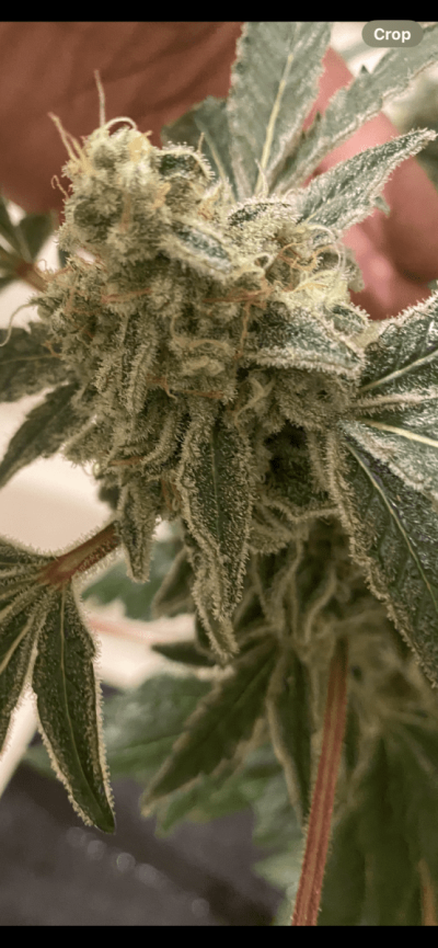 Mac 1 the last grow for her