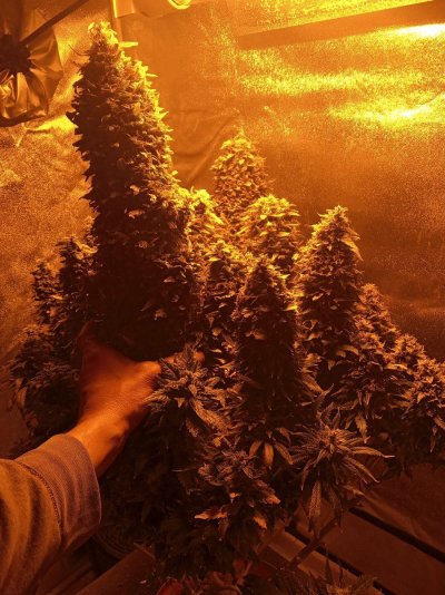 Harvest Time! The White Banner has seen its final day of grow.