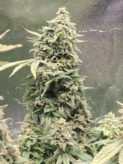 THE TRAINWRECK. Brought to you by thcfarrmer…..