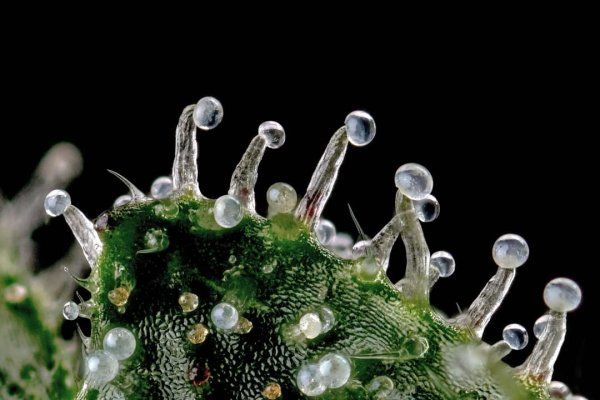 What are Cannabis Trichomes?
