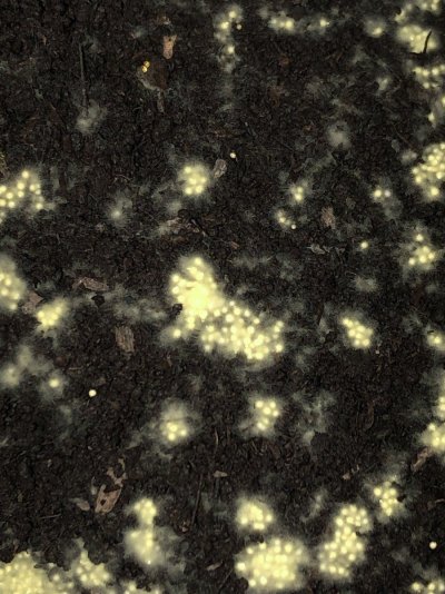 is-this-mold-or-mycelium-primordial-growth-maybe.jpeg