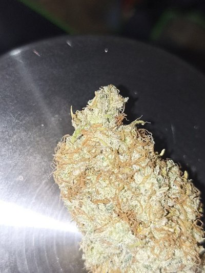 Royal queen diamond by Kera seeds under farmlite 240w