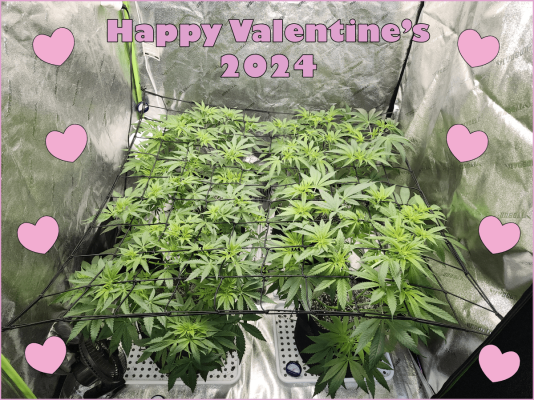 AC INFINITY Valentines Giveaway! Win an Ionframe EVO10
