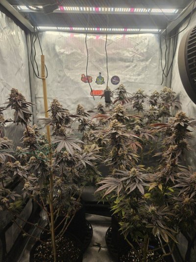Exotic genetix and solfire grow