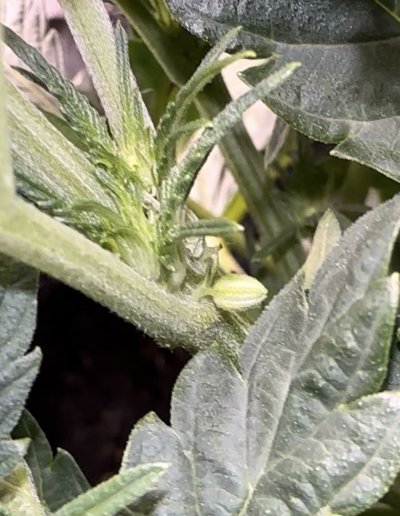 Is this a hermaphrodite?? (I think it is.......)