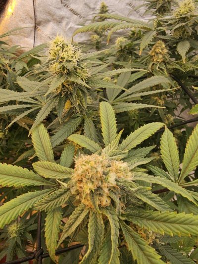 introduction-tochemdawg23-and-my-production-6.jpg