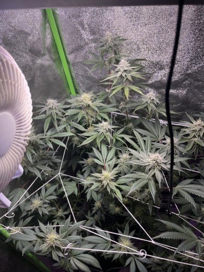 Eclipted’s second grow log