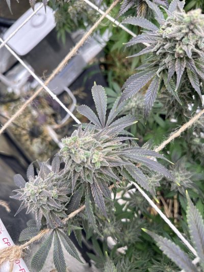 Would you pull this seeing this much dark trichomes? Still has 10 days roughly